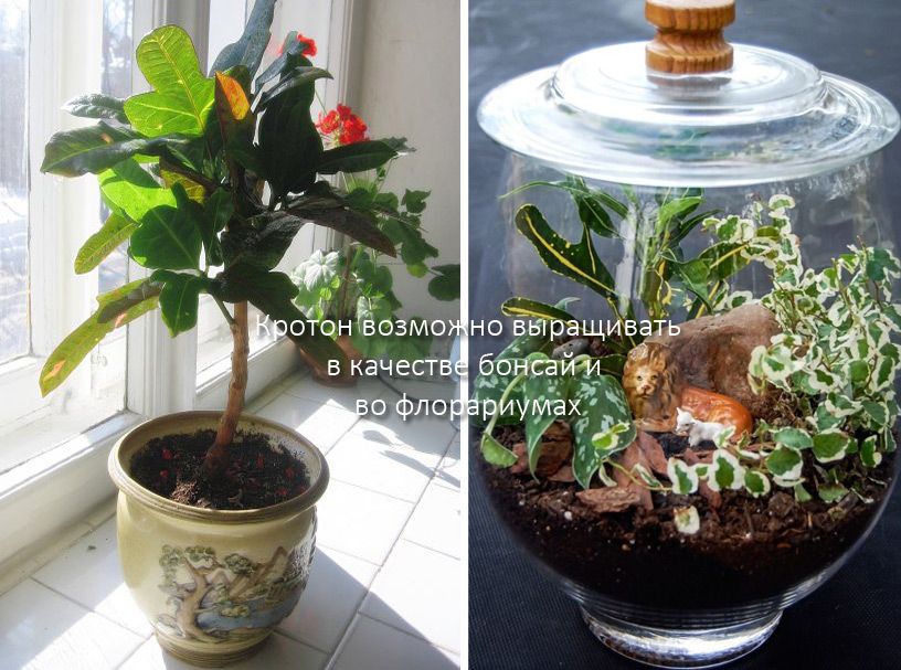 Методи за отглеждане на кротон