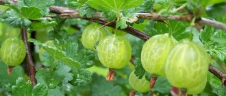 Цариградско грозде