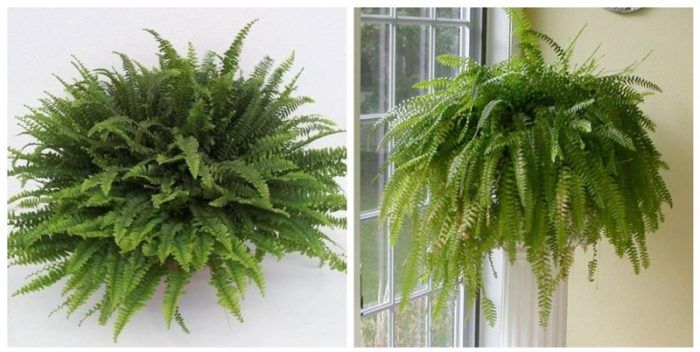 Зелена дама папрат