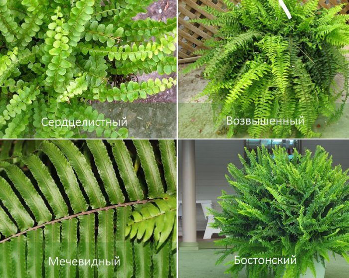 Видове нефролепис