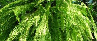 Нефролепис