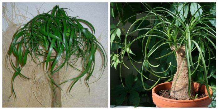 Нолина туберкулата