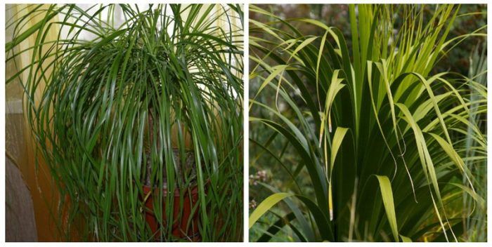 Нолина дълголистна