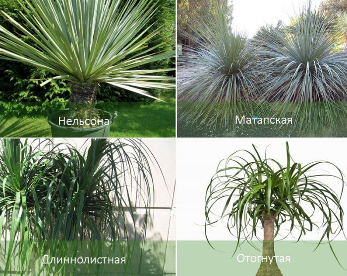 Видове Нолина