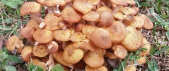 Относно медоносните гъби