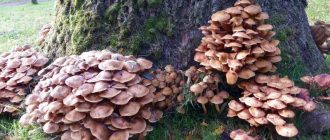 Медоносни гъби