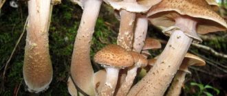 Есенни медени гъби