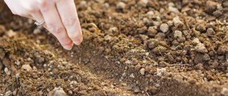 Засяване на зеле