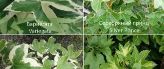 Разновидности на Фатшедера