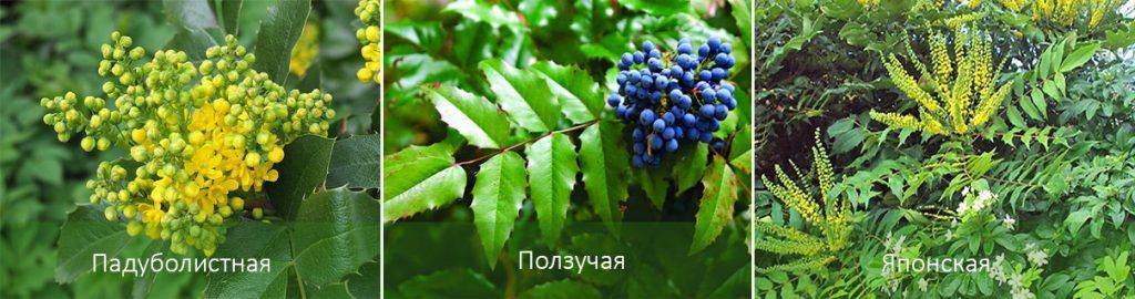 Сортове Махония