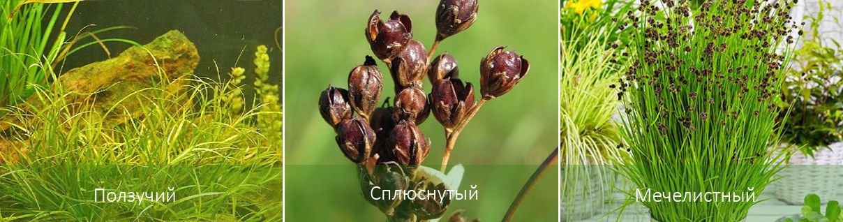 Три вида джункус Мечолистна и други видове тръстика