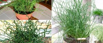 Juncus diffusa