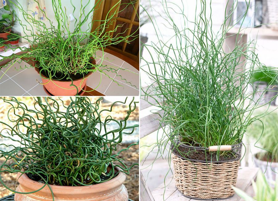 Разпространяващ се външен вид Juncus diffusa