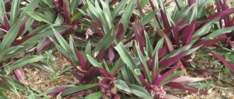 Снимка от Рео