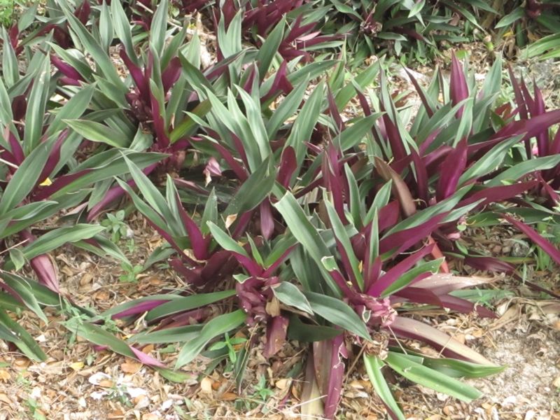 Снимка на цветето Рео Снимка от Рео