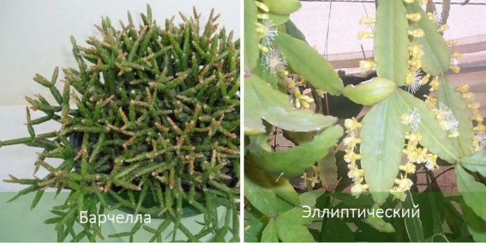 Барчела и елиптичен тренажор Рипсалис 2 вида