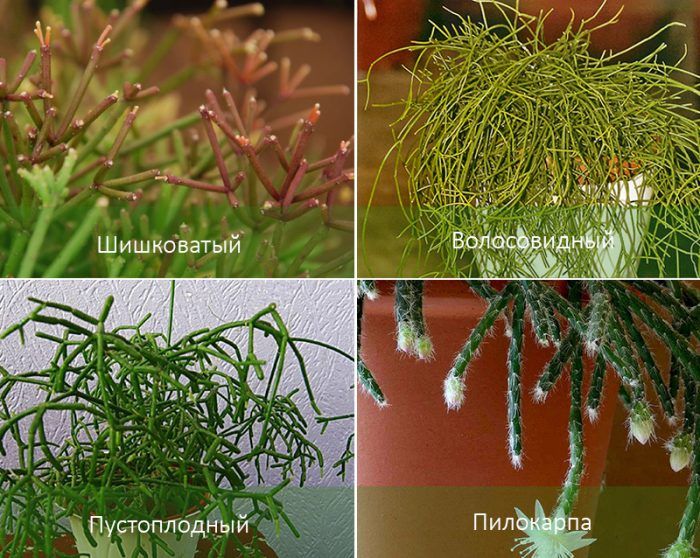 Ехинацея рипсалис и други видове Рипсалис 4 вида
