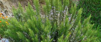 Снимка на Розмари