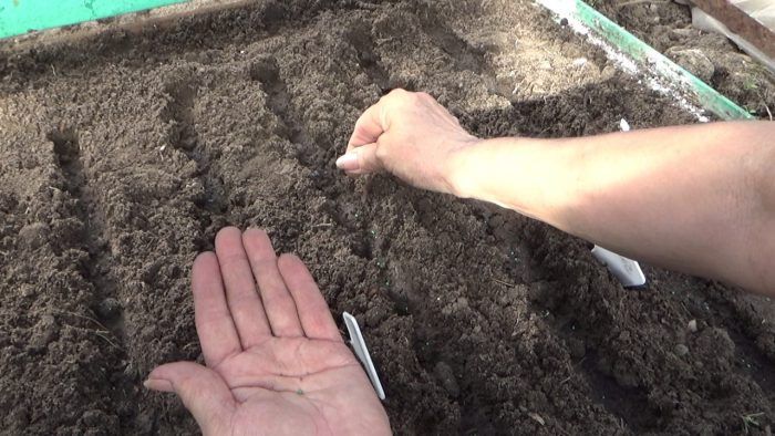 Как да сеем семена? Градинско легло