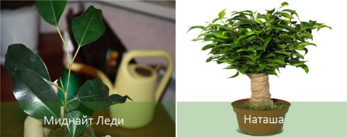 Сортове Фикус Бенджамин