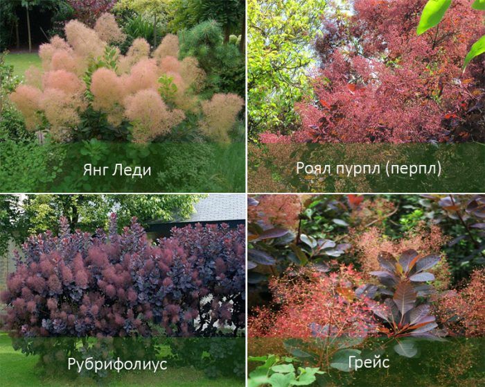 Сортове Котинус