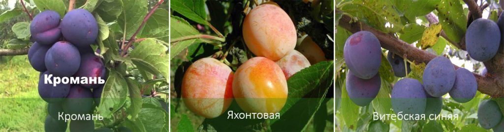 Сортове сливи