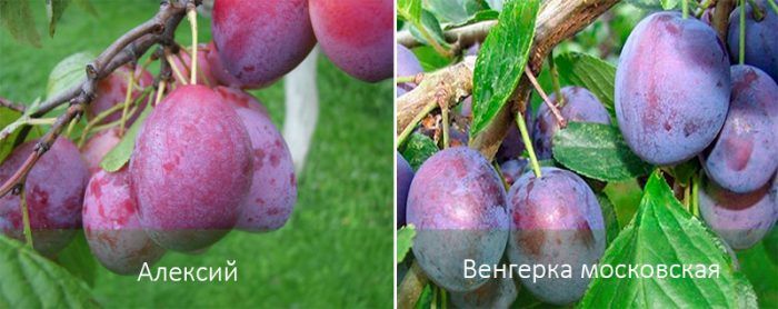 Сортове сливи