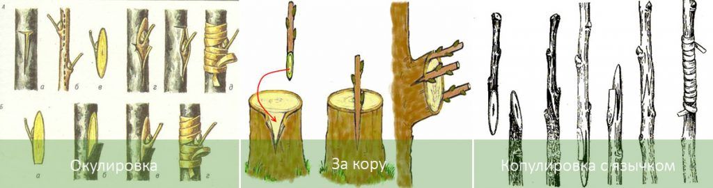 Методи за присаждане