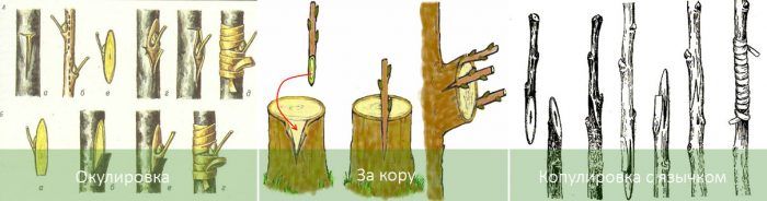 Методи за присаждане