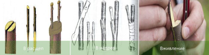 Методи за присаждане