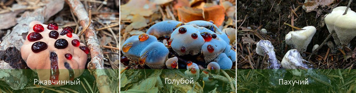 Ръждив, ароматен и син Три свързани гъби