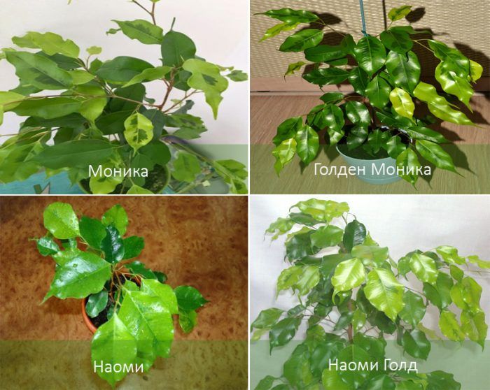 Видове Фикус Бенджамин