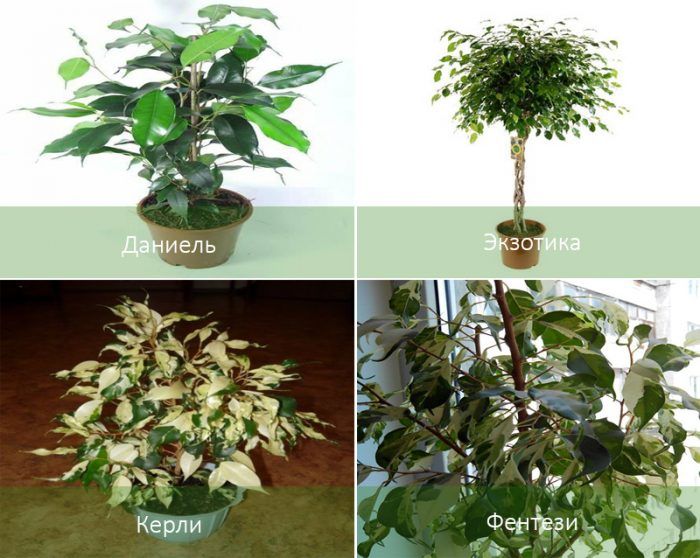 Видове Фикус Бенджамин