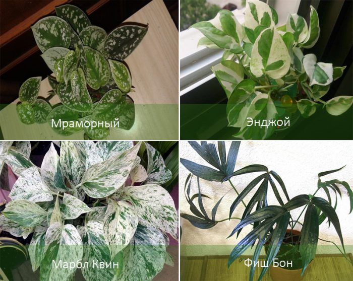 Видове растения Epipremnum Видове епипремнум