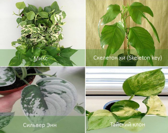 Видове растения Epipremnum Видове епипремнум