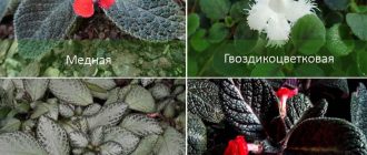 Видове еписция