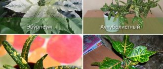 Видове кротон