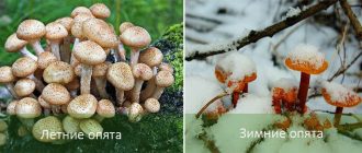 Видове медени гъби за отглеждане у дома