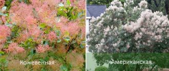 Видове димно дърво