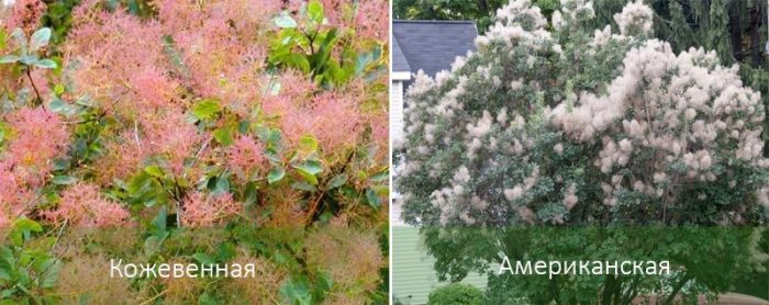 Видове димно дърво