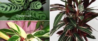 Жълто и други разновидности