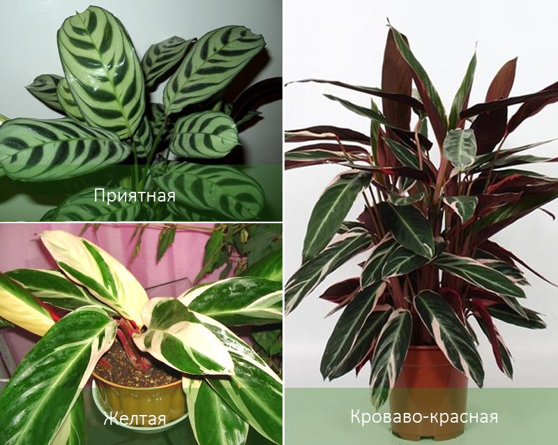 Три вида строманте Жълто и други разновидности