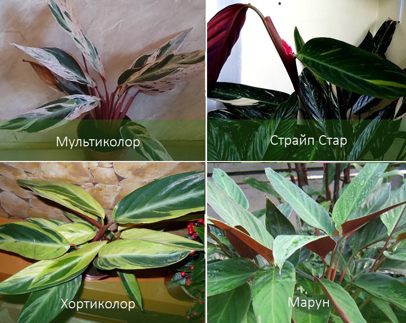 Многоцветни и други видове растения Видове строманте