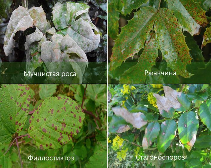 Вредители по Махония