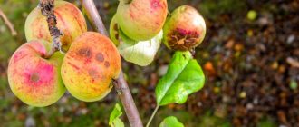 Причини, поради които ябълките падат