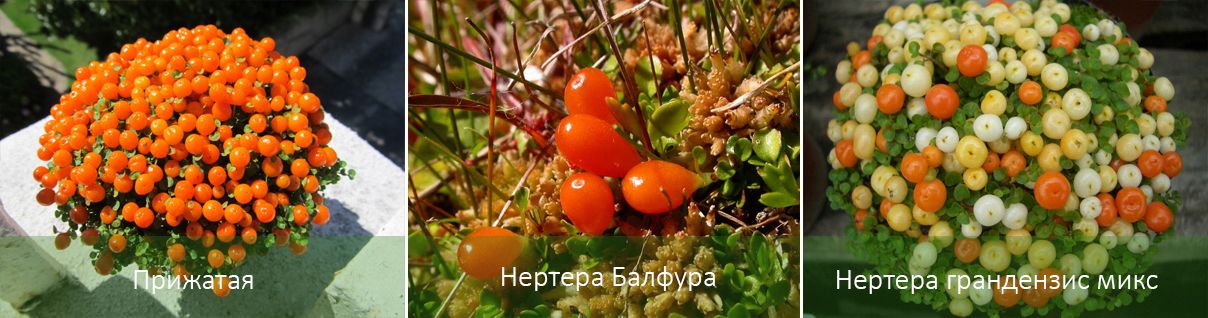 Основни видове цветя Видове цветя