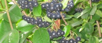 Снимка на черна арония