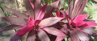 Снимка на Кордилина