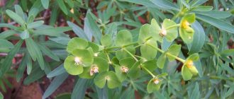 Снимка на стайна млечок