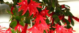 Снимка на хатиора